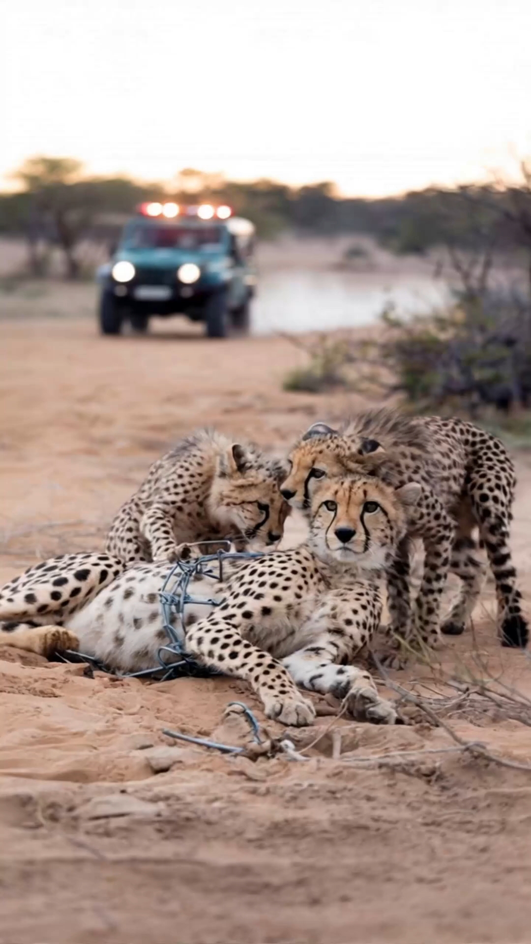 Liar Cheetah (Novel Cheetah)
